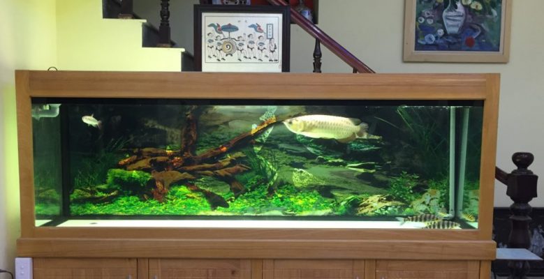 Cách vệ sinh hồ cá cảnh nhanh chóng tại nhà (2)