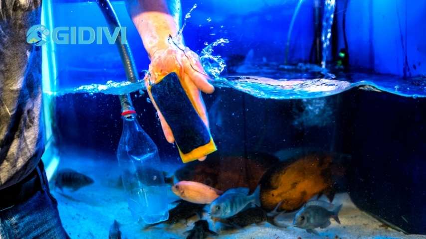Cách vệ sinh hồ cá cảnh nhanh chóng tại nhà