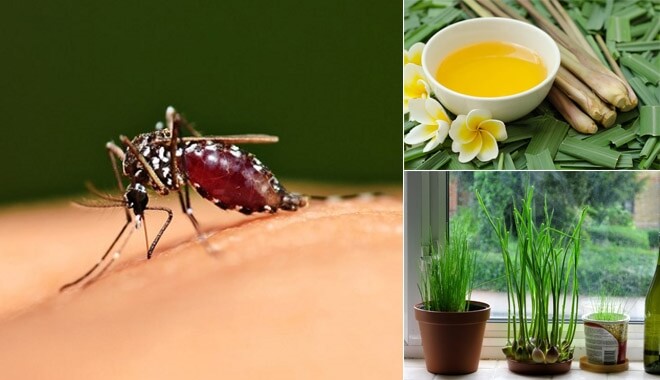 Bí quyết đuổi côn trùng cực hay và đơn giản cho gia đình (3)