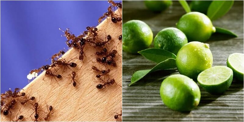 Bí quyết đuổi côn trùng cực hay và đơn giản cho gia đình (6)