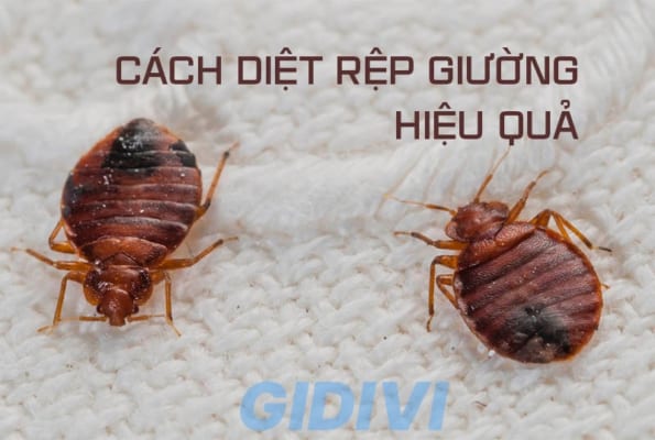 cach-diet-rep-tren-nem-giuong