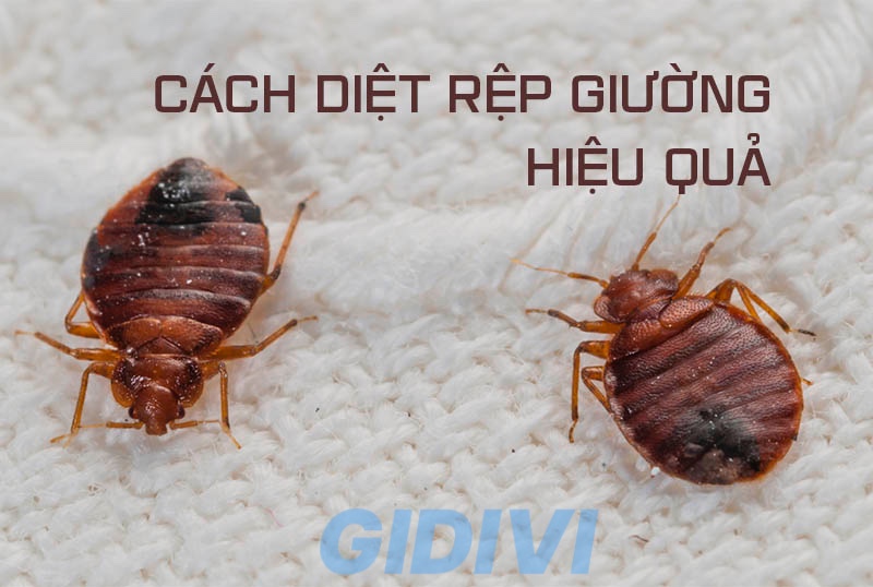 cach-diet-rep-tren-nem-giuong
