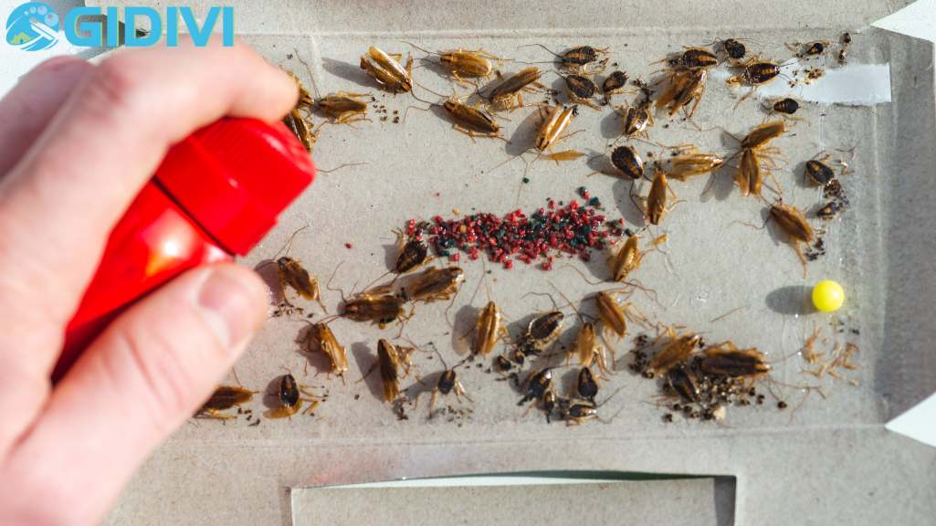 Cách diệt đuổi gián ra khỏi nhà hiệu quả