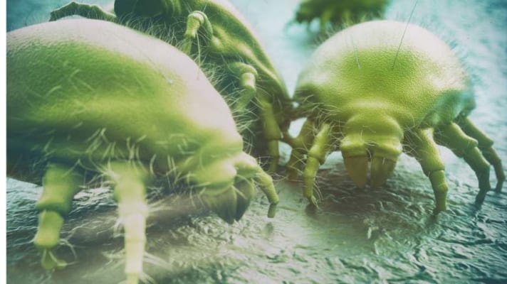 Các loài mạt bụi